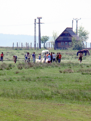 Tigani Calea Miresului (c) eMM.ro